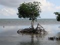 85 mangrove